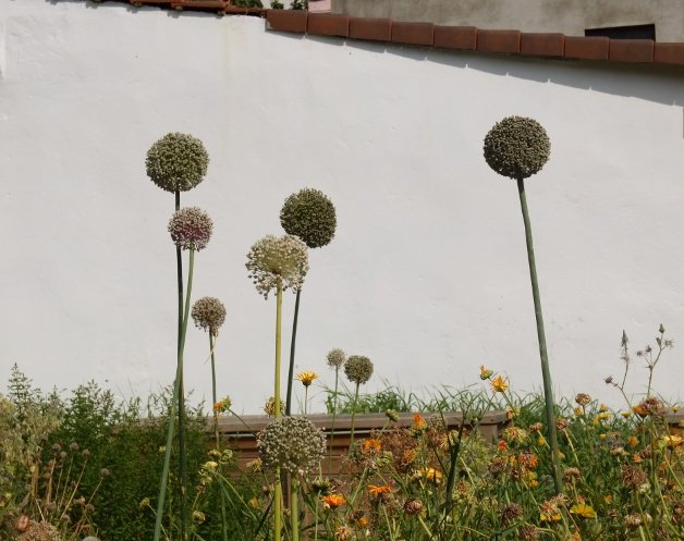 2013-Potager- petite.jpg